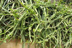 Cissus quadrangularis